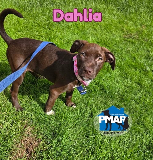 Photo of Dahlia, adoptable Pit Bull Terrier in Binghamton, New York