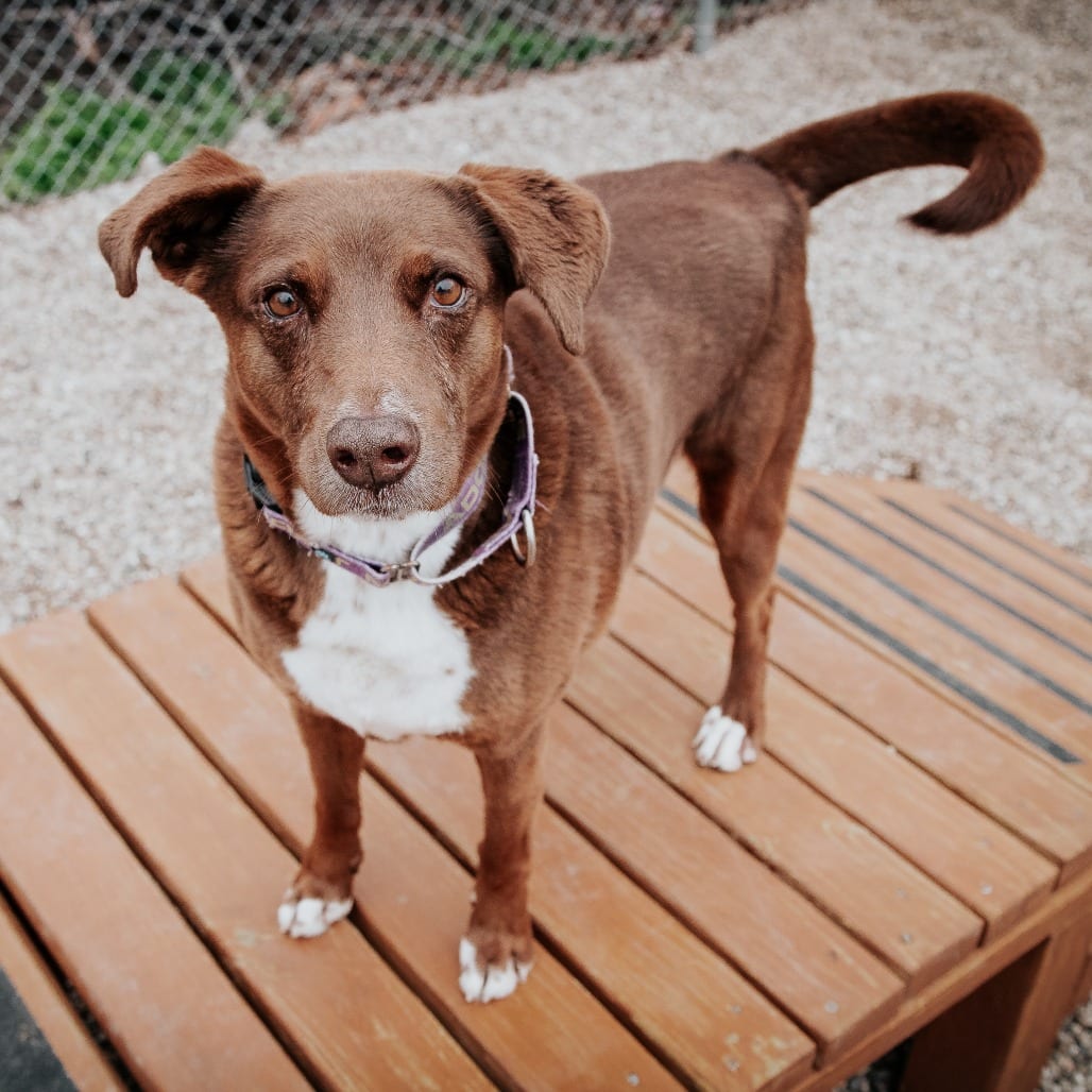 Photo of Coco, adoptable Mixed Breed (Medium) in West Olive, Michigan