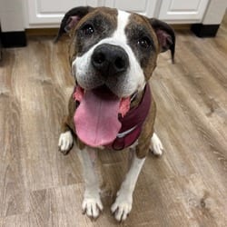 Photo of 844 (2026) Clover, adoptable Boxer Mixed Breed (Medium) in Parker, Colorado