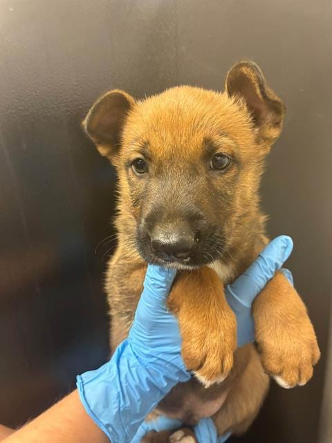 Photo of Cheerio, adoptable German Shepherd Dog in Visalia, California