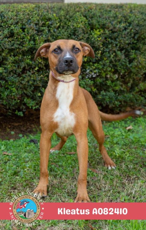Photo of Kleatus, adoptable Rat Terrier in Mobile, Alabama