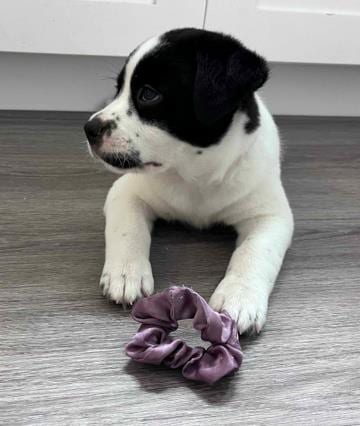 Photo of Mack, adoptable Pit Bull Terrier in Camarillo, California