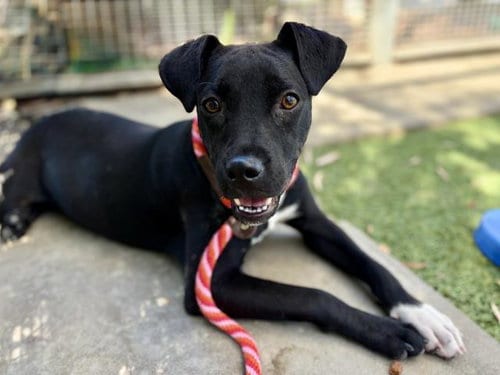 Photo of Anastasia, adoptable Pit Bull Terrier in San Pedro, California