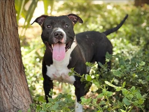 Photo of Wilbur, adoptable Pit Bull Terrier in San Pedro, California