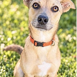 Photo of Buford, adoptable Mountain Cur in East Hartford, Connecticut