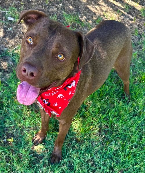 Photo of Starsky, adoptable American Pit Bull Terrier in Phoenix, Arizona