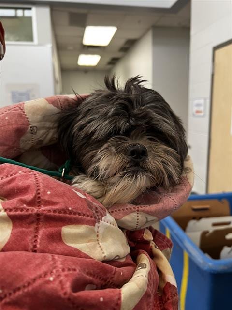 Photo of Manchas, adoptable Shih Tzu in Dallas, Texas