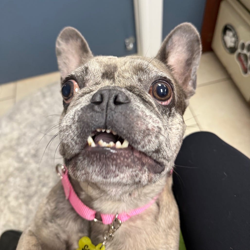 Photo of Sky, adoptable Bulldog, French / None in Patchogue, New York