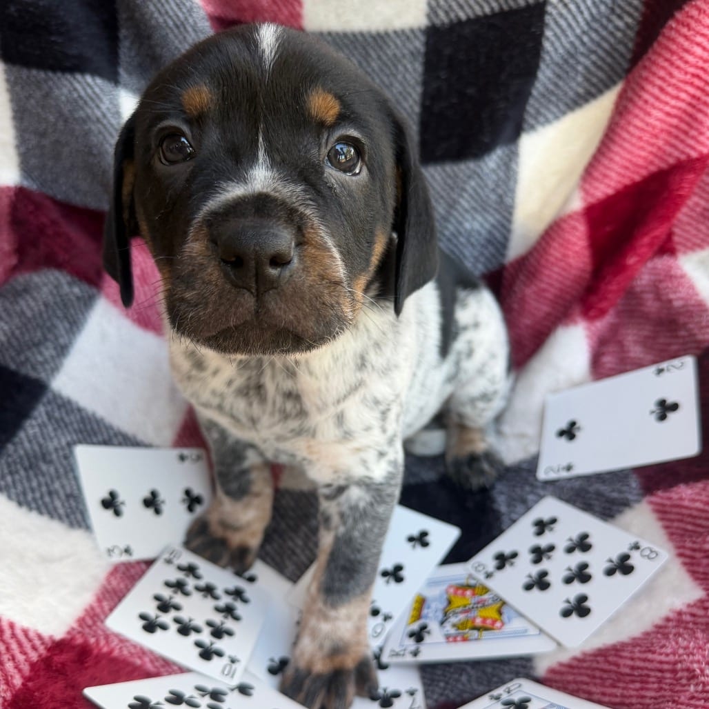 Photo of Clubs, adoptable Cattle Dog / Pei, Shar in Kanab, Utah