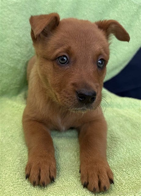 Photo of Mazapan, adoptable Queensland Heeler in Lancaster, California