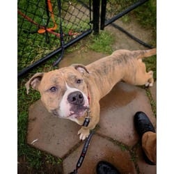 Photo of Tiger, adoptable Mixed Breed (Medium) in New Castle, Delaware