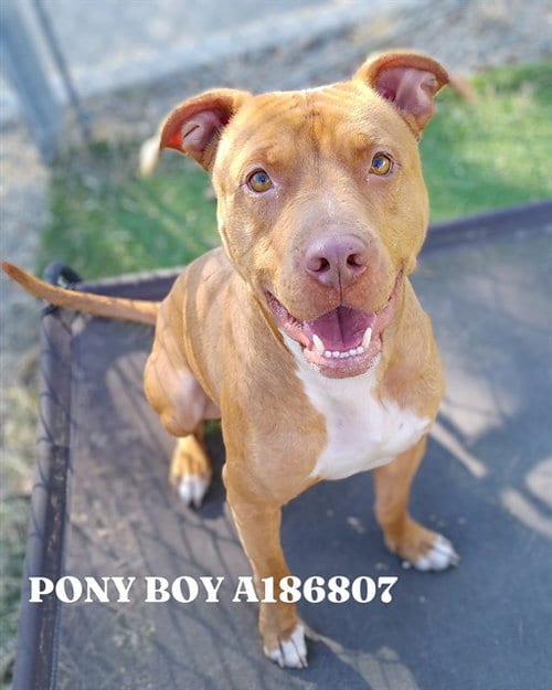 Photo of Pony Boy, adoptable Staffordshire Bull Terrier in Pasadena, Texas
