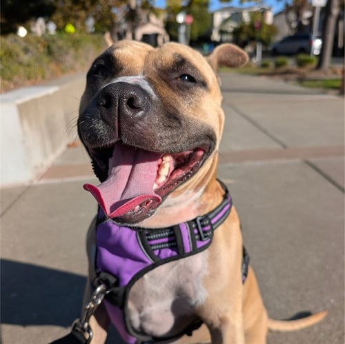 Photo of Charm, adoptable American Staffordshire Terrier in Alameda, California