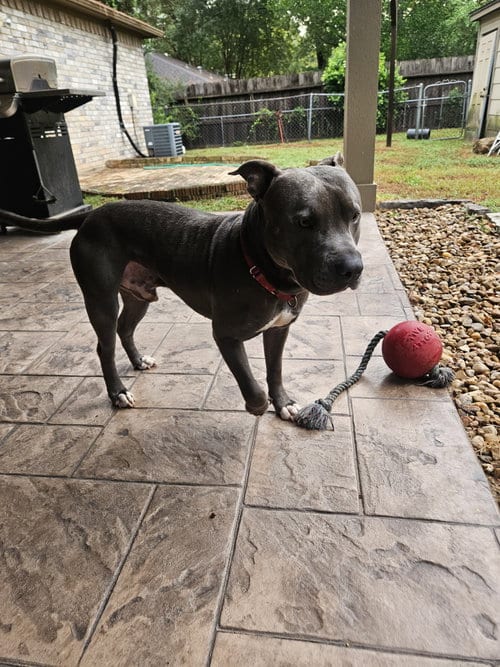 Photo of Lou, adoptable Pit Bull Terrier in The Woodlands, Texas