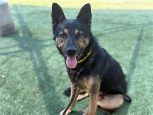Photo of Odin, adoptable German Shepherd Dog in Los Angeles, California