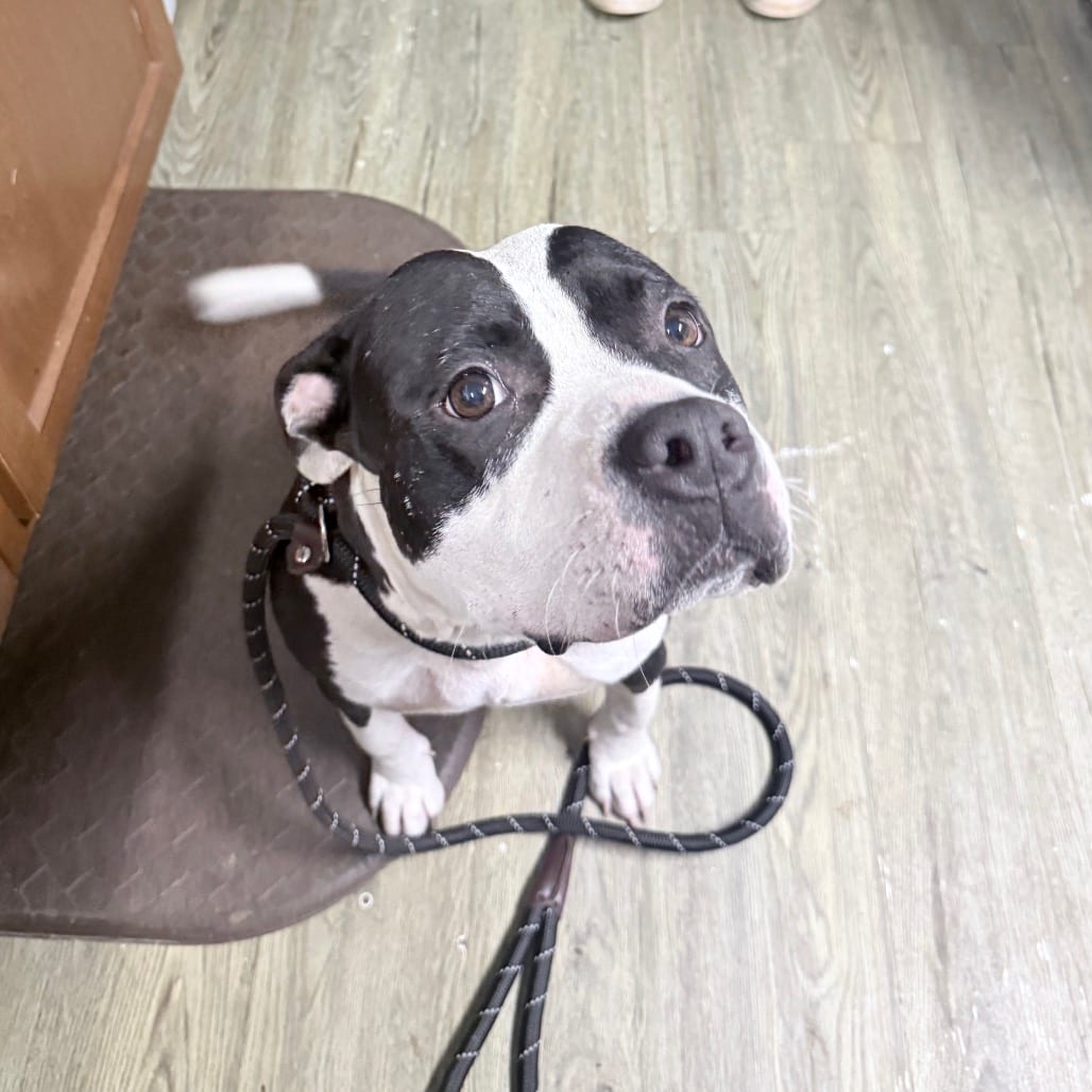 Photo of Roxie, adoptable Mixed Breed (Medium) in Summerville, South Carolina