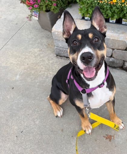 Photo of Chingy, adoptable dog in Atlanta, Georgia