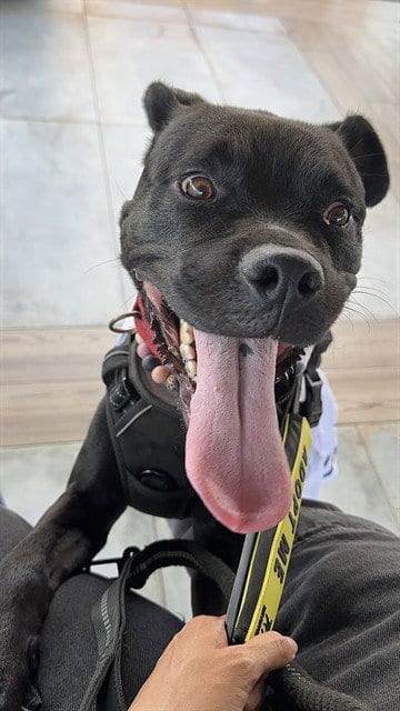 Photo of Charlotte, adoptable American Bulldog in Miami, Florida