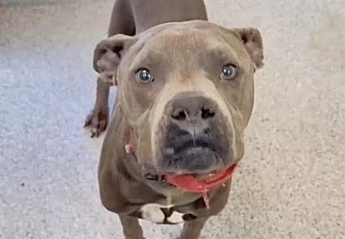 Photo of Kairo, adoptable Pit Bull Terrier in Houston, Texas
