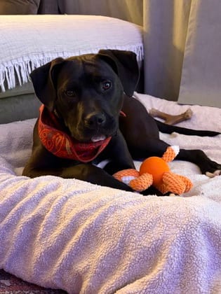 Photo of Boone, adoptable dog in Atlanta, Georgia