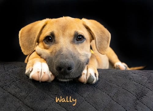 Photo of Wally, adoptable Terrier in Hot Springs Village, Arkansas