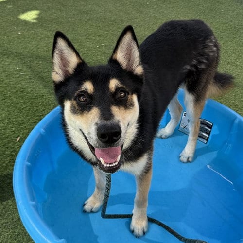 Photo of Lenny, adoptable German Shepherd Dog in Phoenix, Arizona