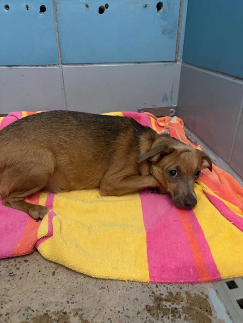 Photo of Pumpkin, adoptable Chihuahua in Houston, Texas