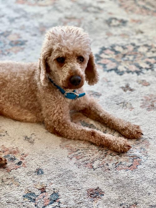 Photo of Rico, adoptable Poodle (Miniature) in St. Louis Park, Minnesota
