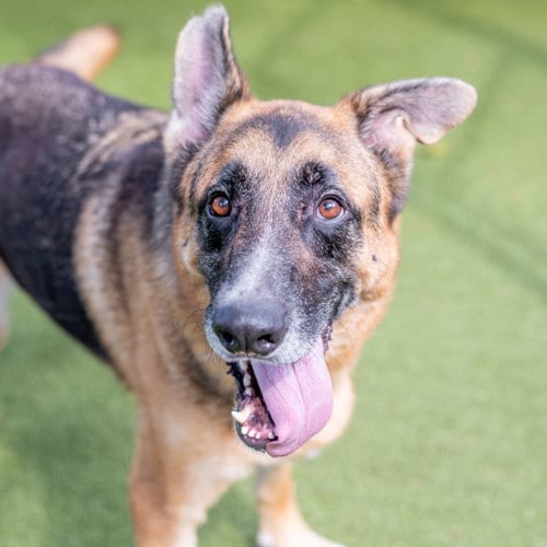 Photo of Toby, adoptable German Shepherd Dog in Hilton Head, South Carolina