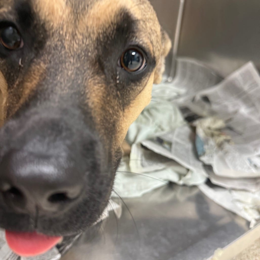 Photo of Luke, adoptable Mixed Breed (Medium) in Houston, Texas
