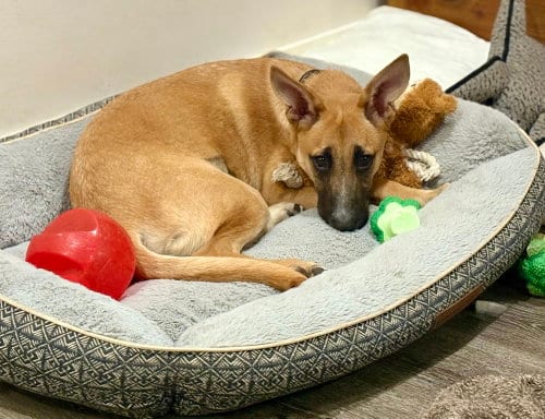 Photo of Ivan (I Pups), adoptable Shepherd in Brewster, New York