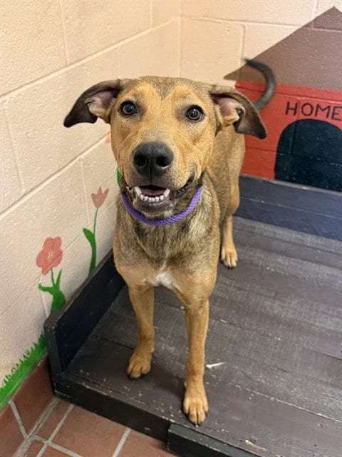 Photo of Sunny, adoptable Doberman Pinscher in Castaic, California