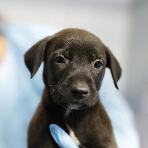 Photo of Onyx, adoptable Doberman Pinscher in San Antonio, Texas