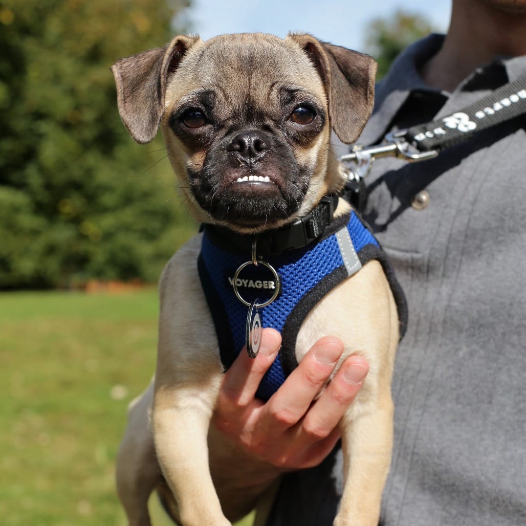 Photo of Dolly Pugton, adoptable Pug / Chihuahua