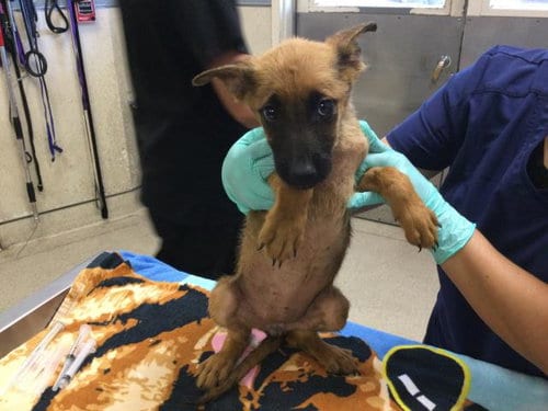Photo of Southern, adoptable German Shepherd Dog in Riverside, California