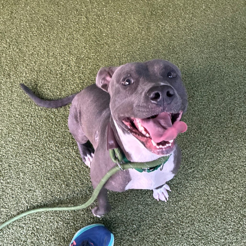 Photo of Molly-Fox8, adoptable Terrier, Pit Bull in Greensboro, North Carolina