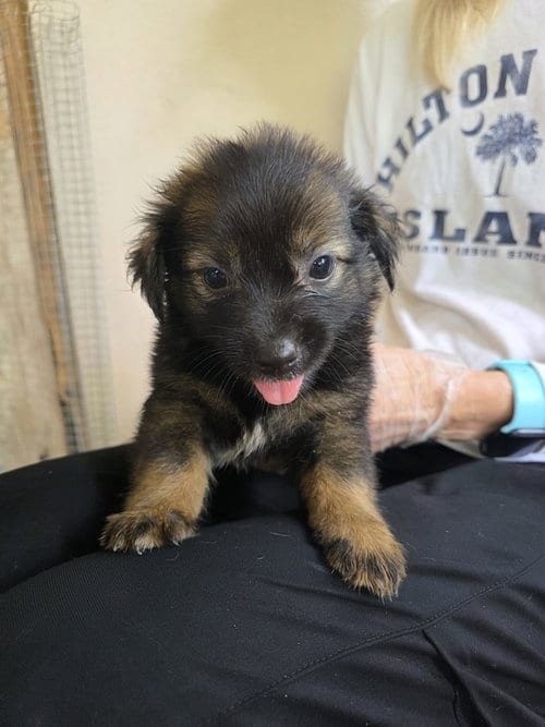 Photo of Daniela (Foster in MA), adoptable Unknown breed in Luquillo, Puerto Rico