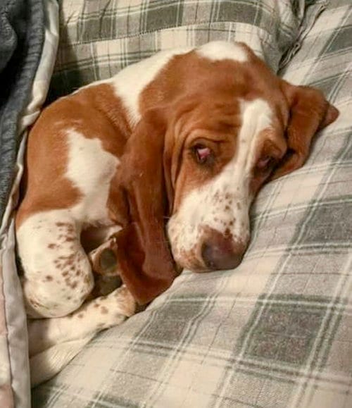 Photo of Dolly, adoptable Basset Hound in Milmay, New Jersey