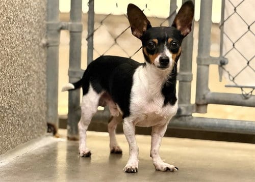 Photo of Jester, adoptable Chihuahua in Santa Rosa, California