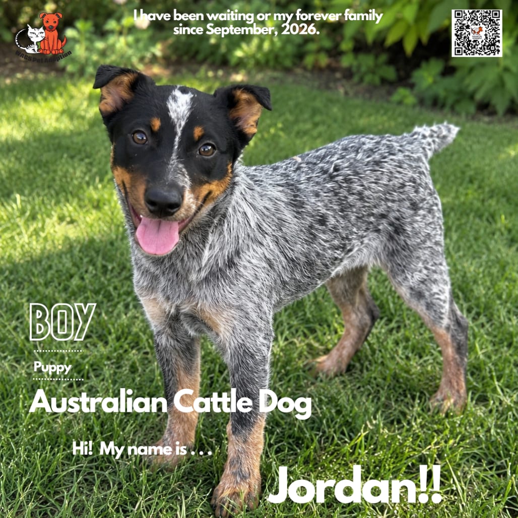 Photo of Jordan, adoptable Cattle Dog, Australian (Blue Heeler) in Westminster, California
