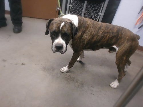 Photo of Philly, adoptable Boxer in Phoenix, Arizona