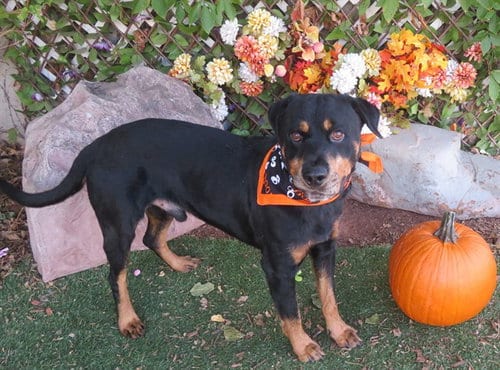 Photo of Chapo, adoptable Rottweiler in Oklahoma City, Oklahoma