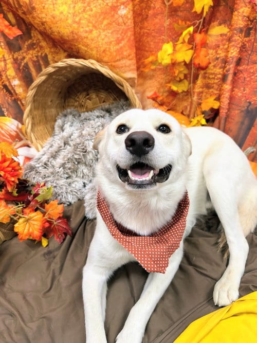 Photo of Johnny Utah, adoptable Husky in Bryant, Arkansas