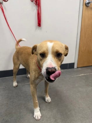 Photo of Sam, adoptable dog in Farmington, New Mexico