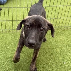 Photo of Starlight 5362, adoptable Cane Corso German Shepherd Dog in Loxahatchee, Florida