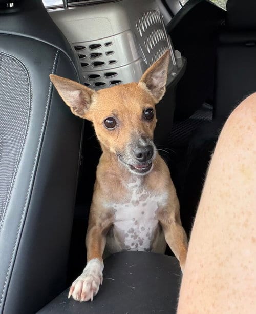 Photo of Jack, adoptable Rat Terrier in Orlando, Florida