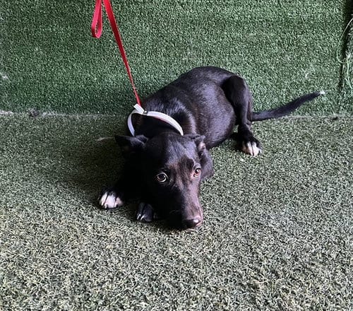Photo of Cincinnati, adoptable German Shepherd Dog in Lancaster, California