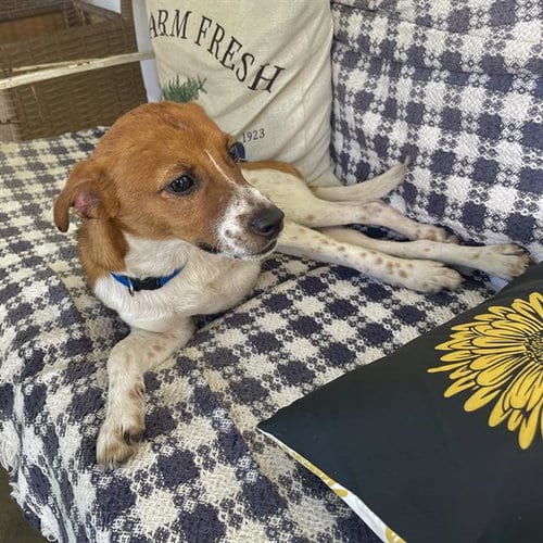 Photo of Ne-Yo, adoptable Jack Russell Terrier (Parson Russell Terrier) in San Antonio, Texas