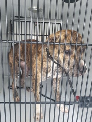 Photo of Saffron, adoptable dog in Atlanta, Georgia