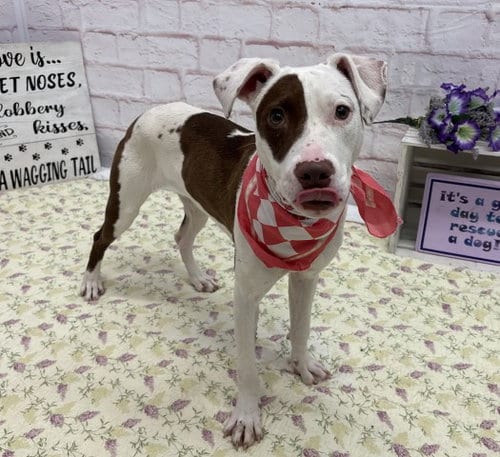 Photo of Elle, adoptable American Staffordshire Terrier in Detroit, Michigan